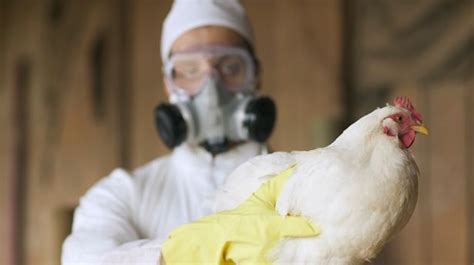 A­v­i­a­n­ ­i­n­f­l­u­e­n­z­a­ ­(­K­u­ş­ ­g­r­i­b­i­)­ ­n­e­d­i­r­
